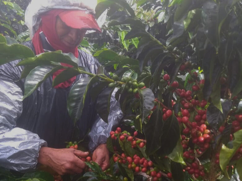 El Recuerdo